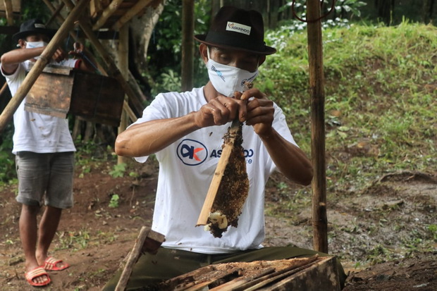 Peternakan Lebah Hutan...