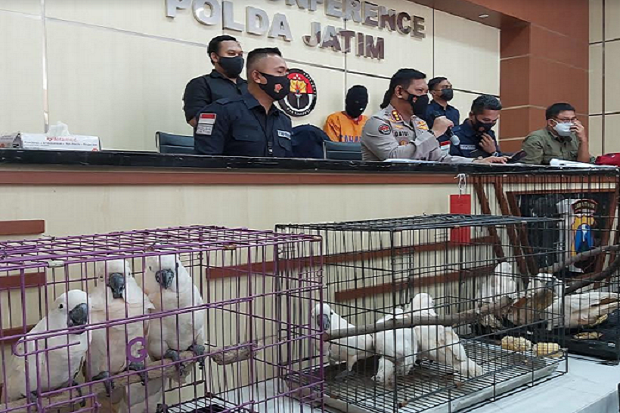 Polda Jatim Ungkap Kasus...