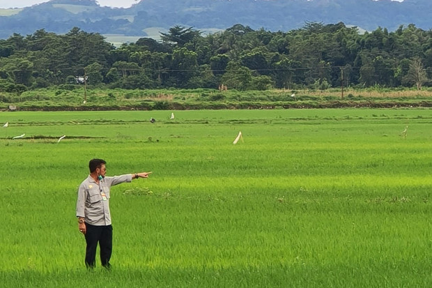 Kementan: Status Ketahanan...
