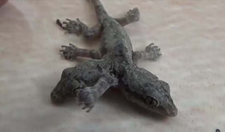 Ponorogo Geger! Cicak...
