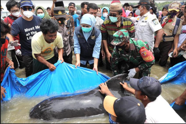 Puluhan Ekor Ikan Paus...