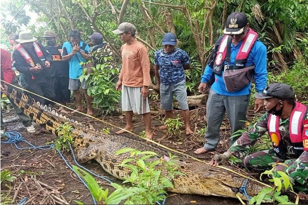 Buaya Besar Pemangsa...