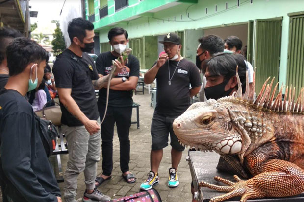Kontes Reptil Digelar...