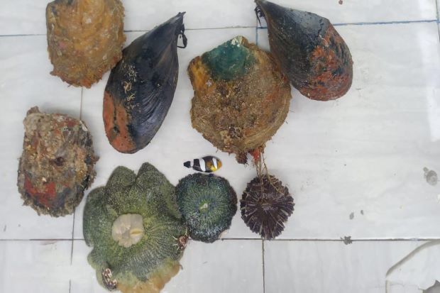 Tangkap Pelaku Perusakan...