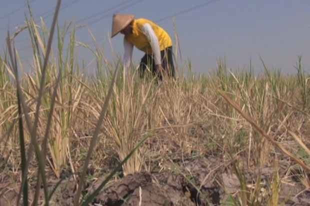 5 Hektar Sawah di Bulukumba...