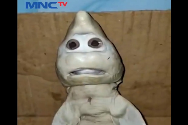 NTT Gempar, Ikan Hiu...