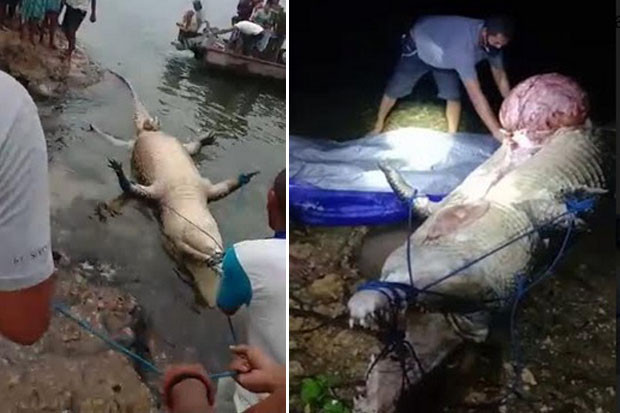 Buaya Muara 5 Meter...