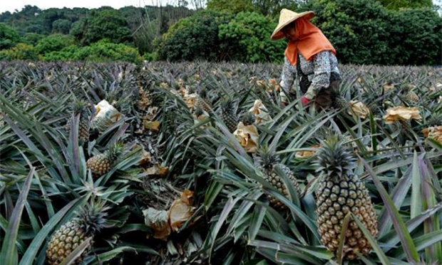 Buah Terlarang: Rakyat...