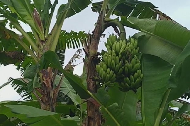Unik, Pisang di Mentawai...