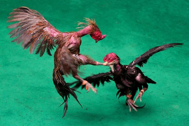 Bunuh Tuannya, Ayam...