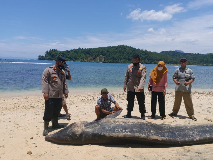 Ikan Paus 5 Meter Mati...