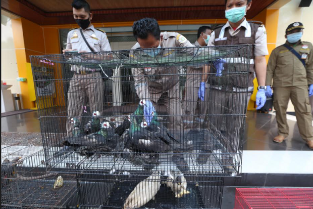 Ratusan Burung dan Kura-Kura...