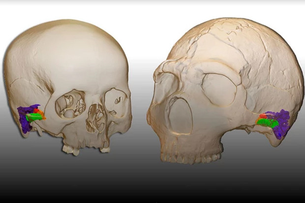 Peneliti Percaya Neanderthal...