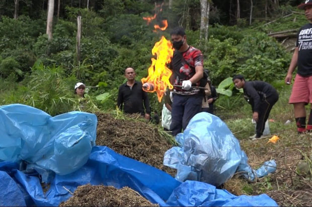 Buru Pemasok Ganja 115...