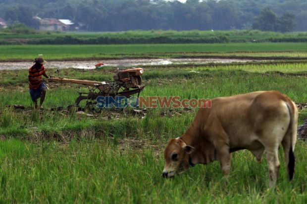 Sejahterakan Petani,...
