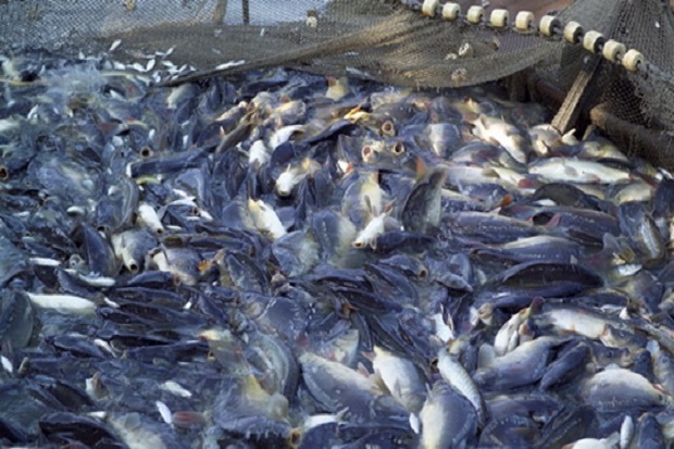 5 Jurus KKP agar Ikan...