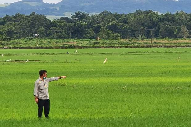 Asuransi Cover Lahan...