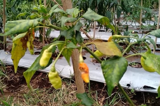 Harga Cabai di Pasar...