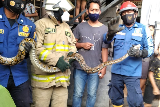 Ular Sanca Ini Kerap...