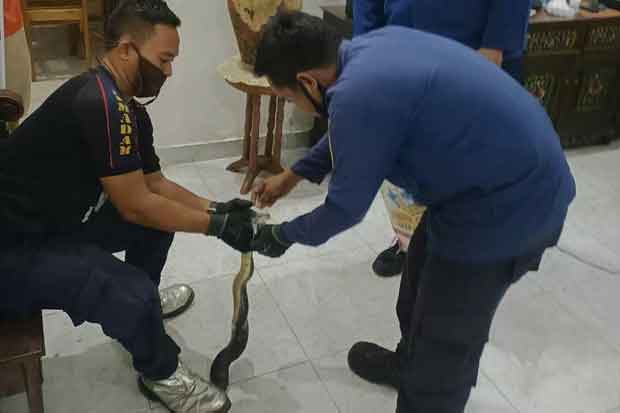 Menakutkan, Ular Korros...