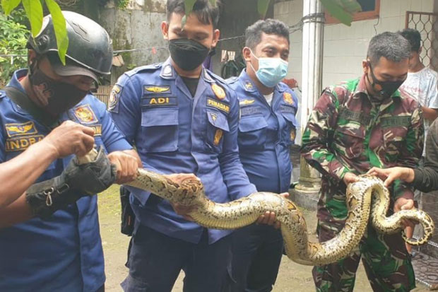 Ular Piton 3 Meter Masuk...