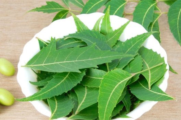 Manfaat Kesehatan Daun...