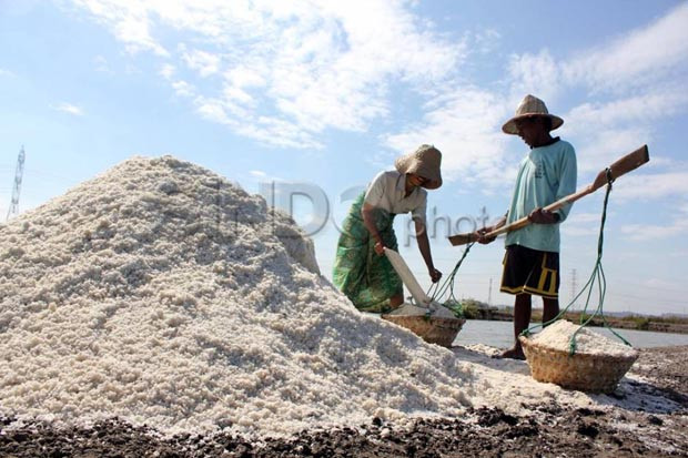 Produksi Garam Capai...