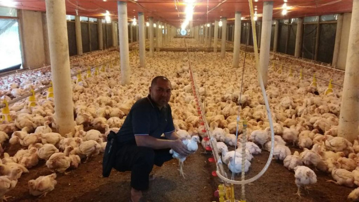 Curhat Peternak Ayam...
