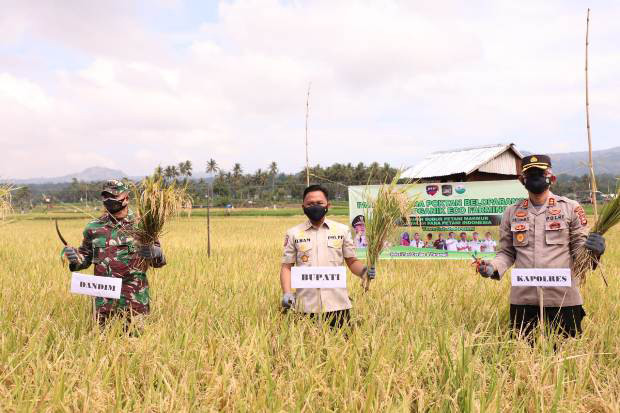 Tanpa Pupuk Subsidi,...