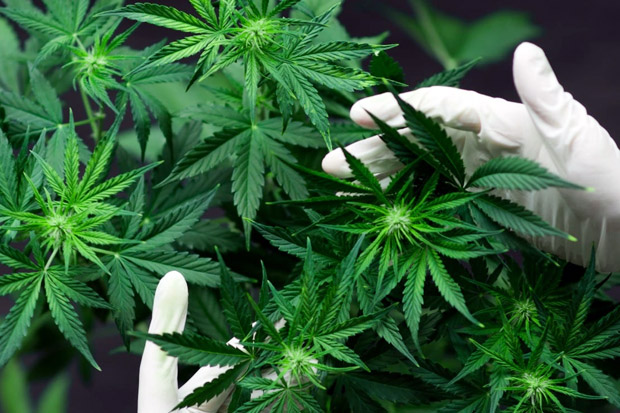 Wow! Ganja Jadi Sumber...