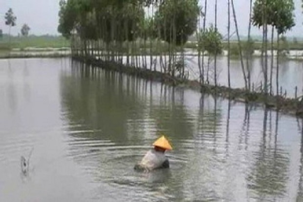Terdampak Banjir, Pembudi...