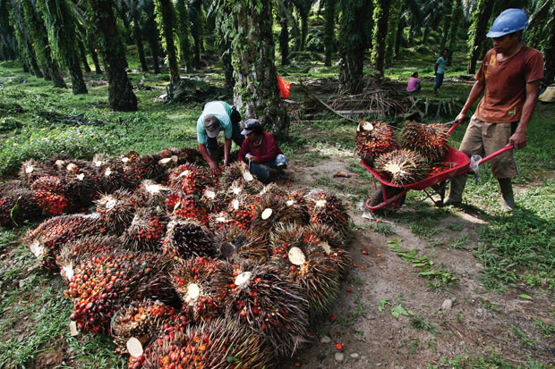 El Nino Bikin Harga...
