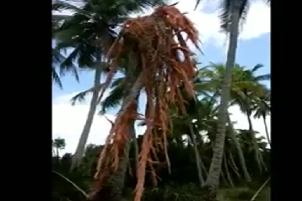 Video Pohon Kelapa Hancur...