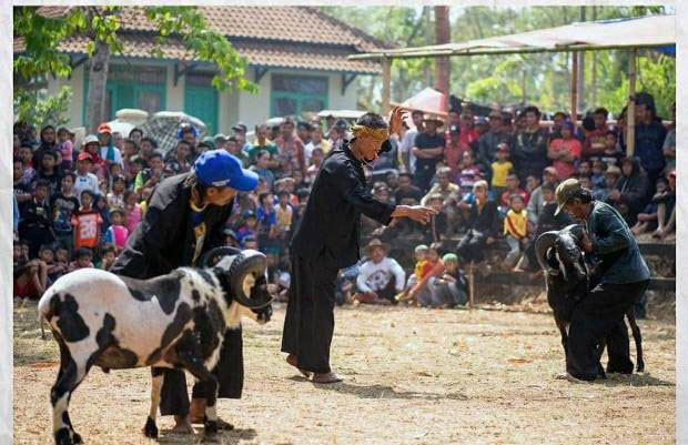 Domba Garut, Seni Ketangkasan...