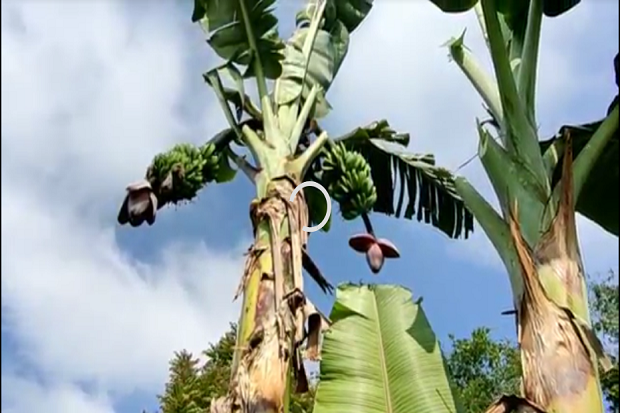 Agam Gempar, Pohon Pisang...