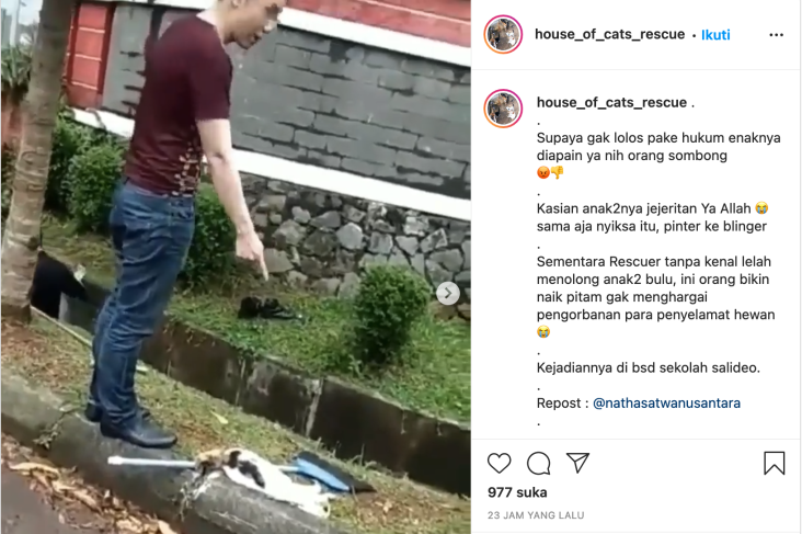 Viral Guru Bunuh Kucing,...