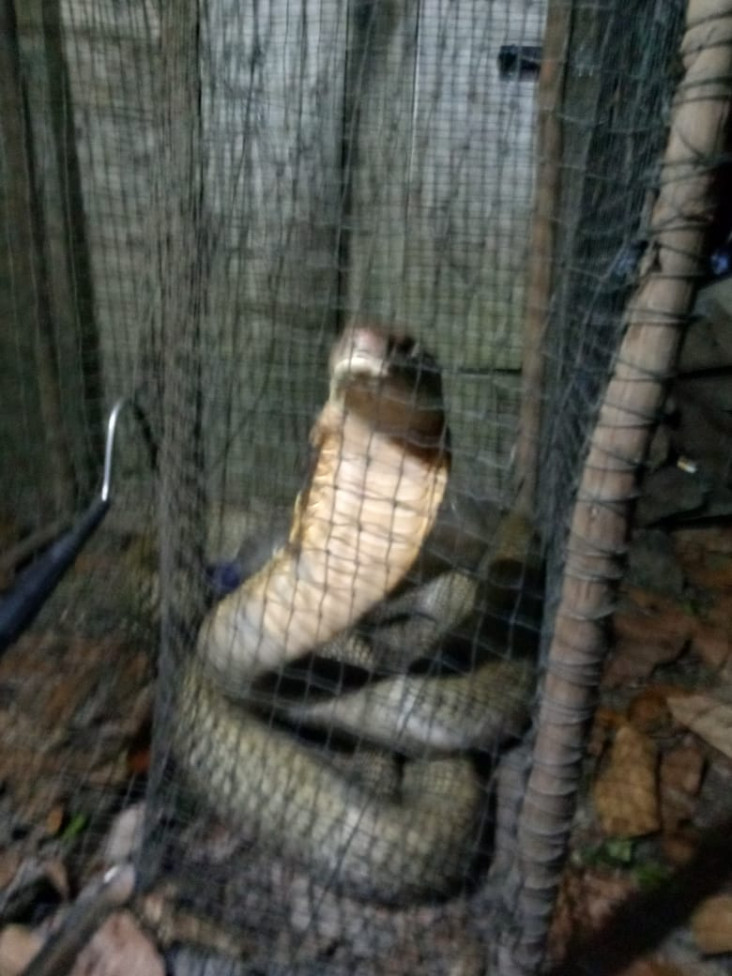 Ngeri, Ular King Cobra...