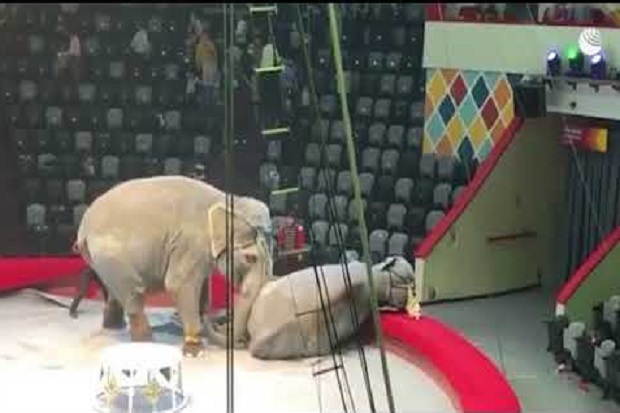 Dua Gajah Mengamuk dan...