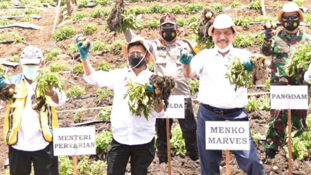 Panen Kentang Perdana...