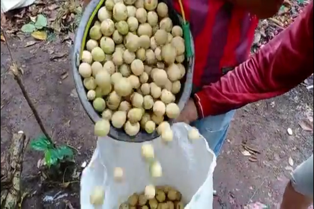 Petani di OKU Selatan...