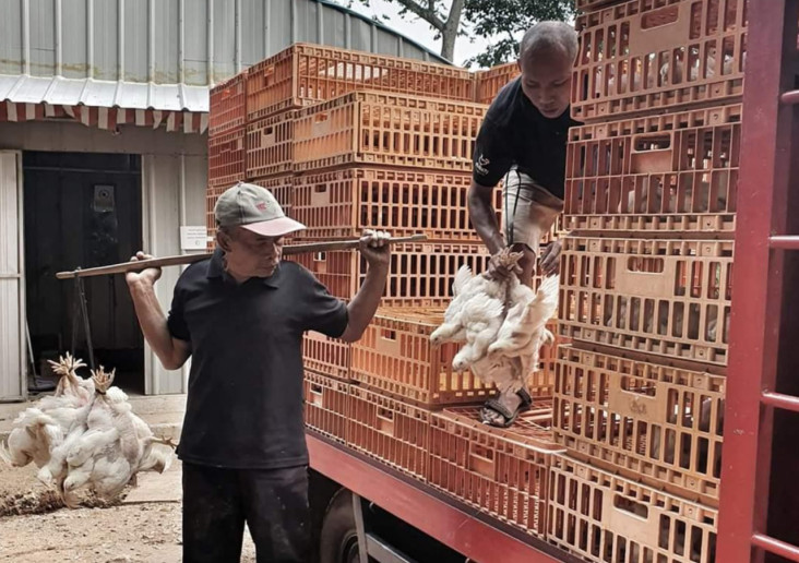 Tata Niaga Ayam Tak...