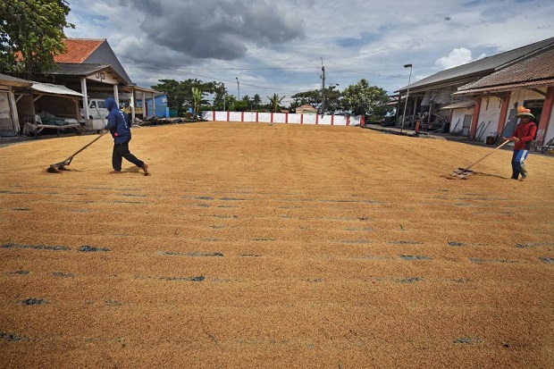 Masuki Masa Panen Raya,...