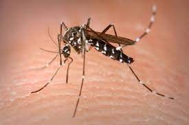 Chikungunya Mewabah,...