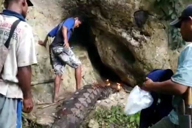 Geger! Usai Mangsa Babi,...