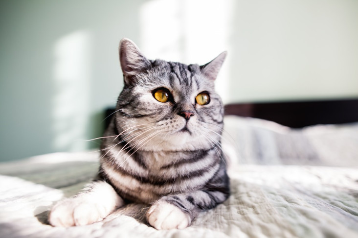 Kamu Pencinta Kucing?...