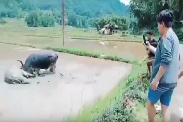 Nahas Kerbau Pangloli...