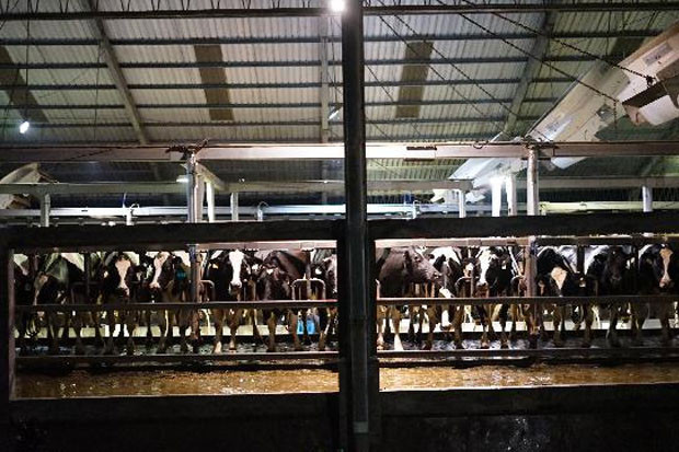Stok Sapi Melimpah tapi...