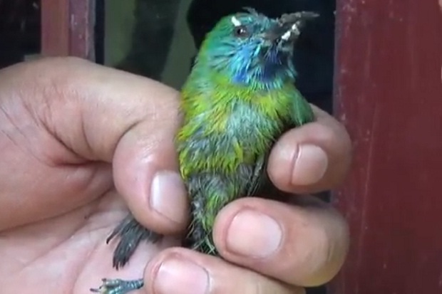 Positif Flu Burung,...