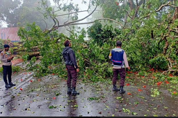 Pohon Tumbang Tutup...