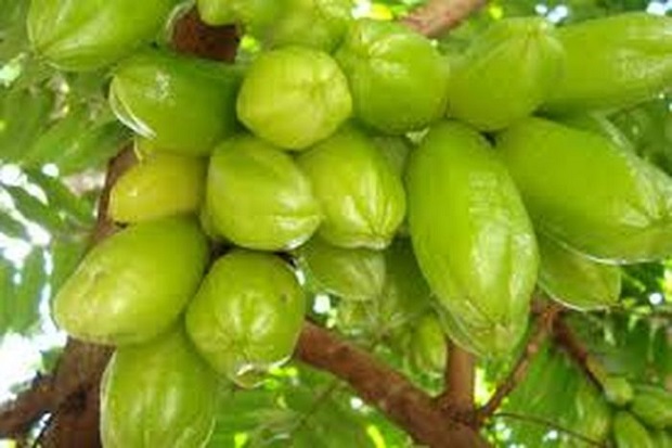 Manfaat Kesehatan Belimbing...